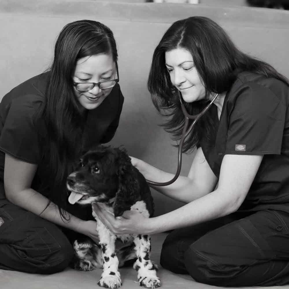 Veterinarians caring for dog