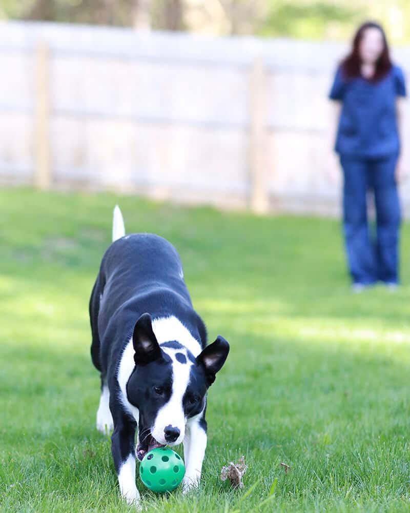 Dog playing fetch
