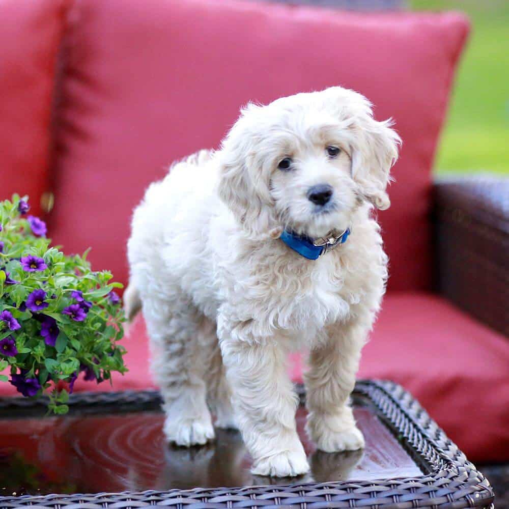 Cute dog on couch