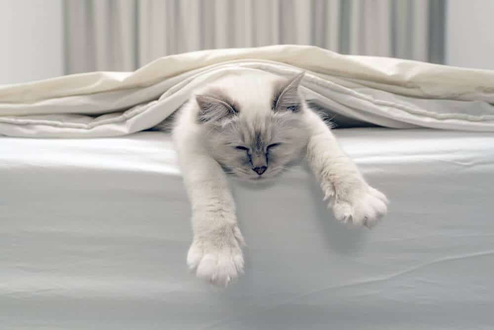 Kitten in bed