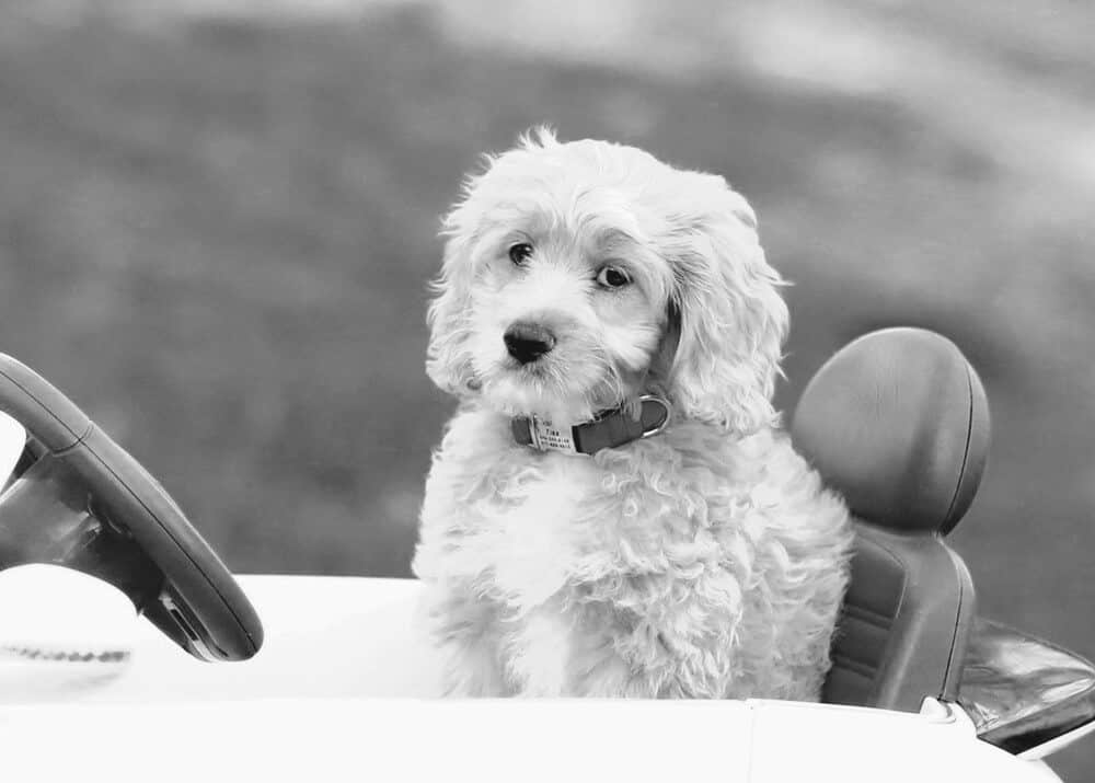Dog in car