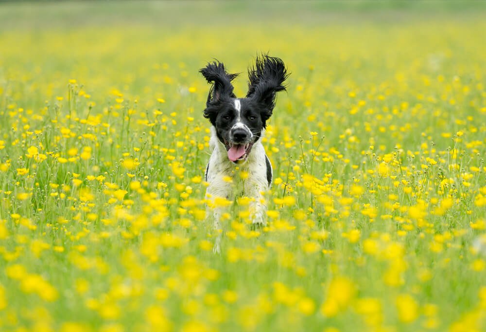 dog outside on walk