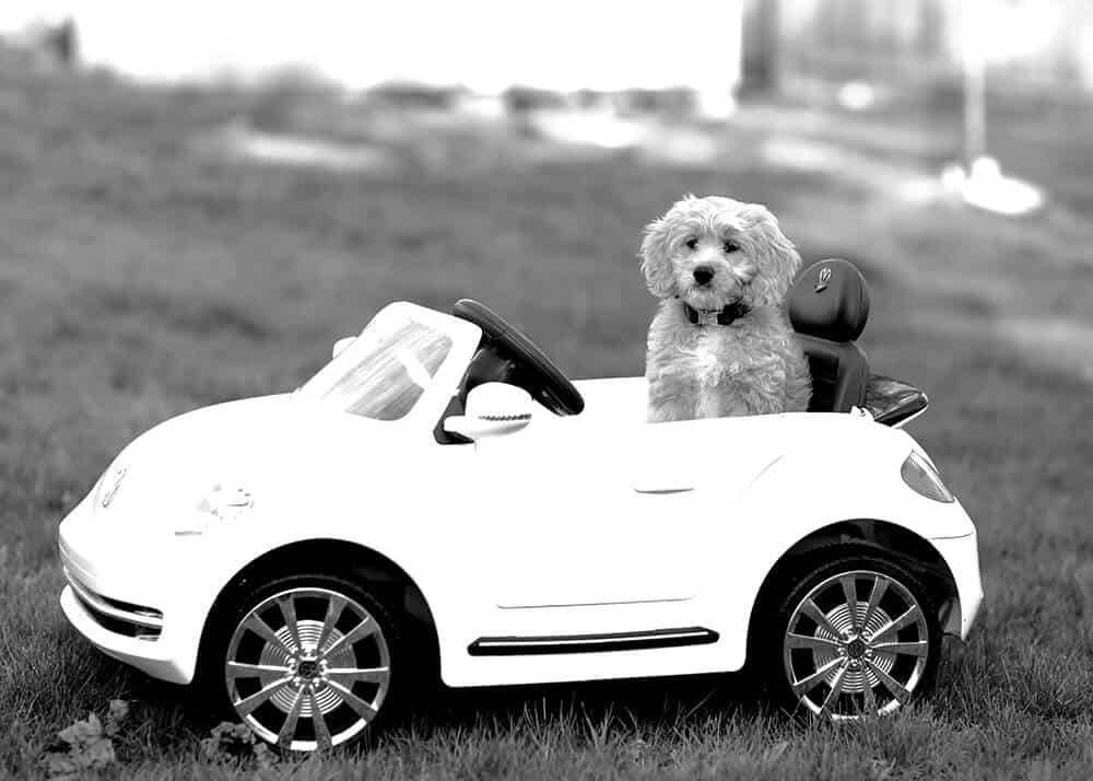 Dog in car