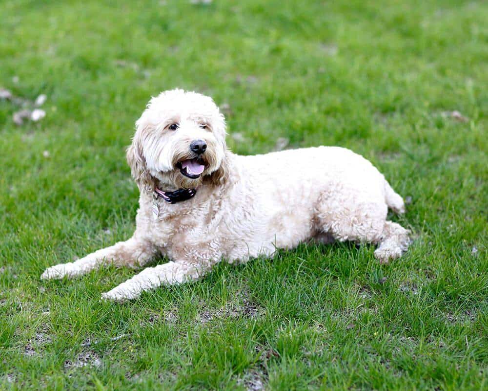 Dog laying on grass