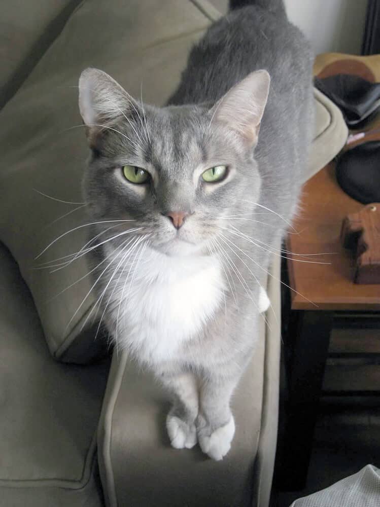Gray cat