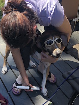 dog getting laser therapy treatment