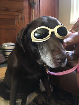 dog getting laser therapy treatment