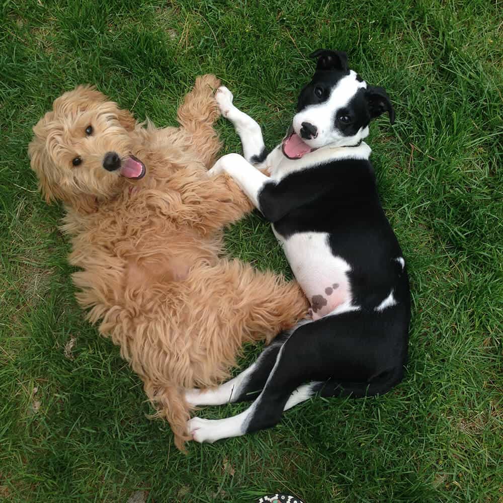 Dog love