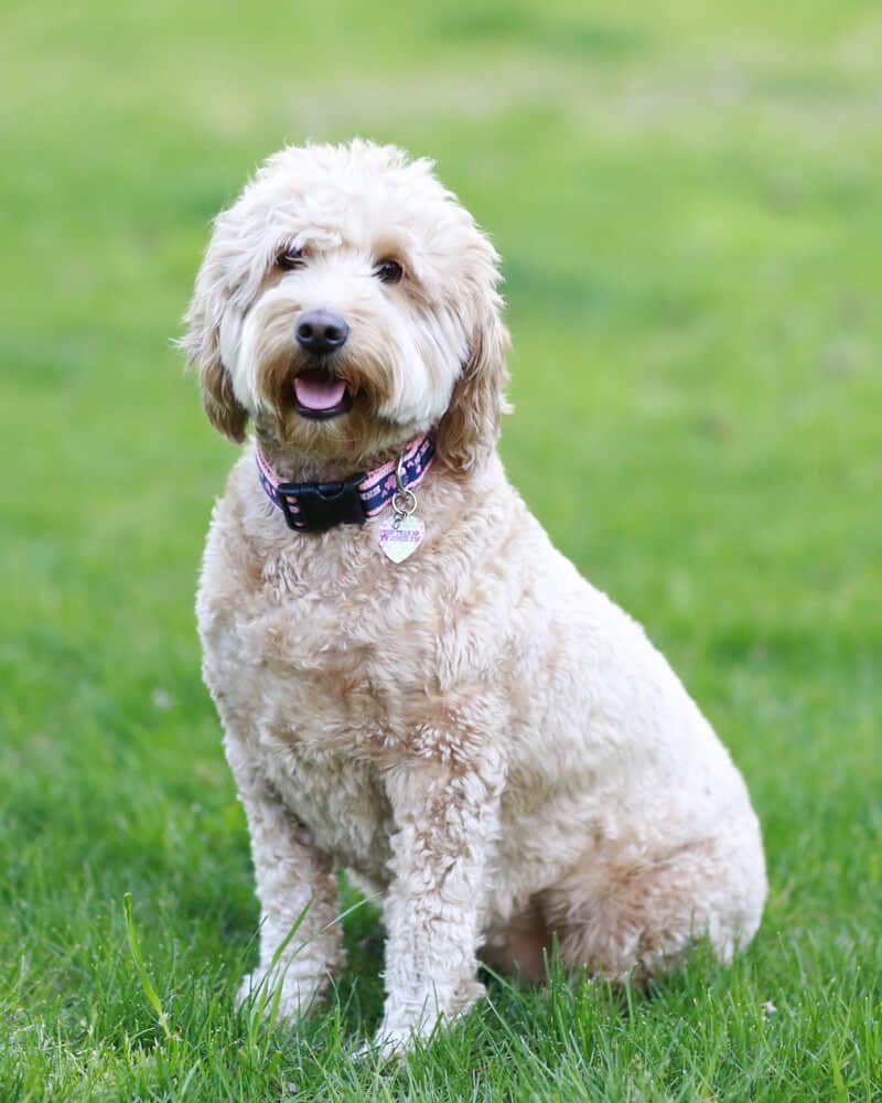 Dog portrait