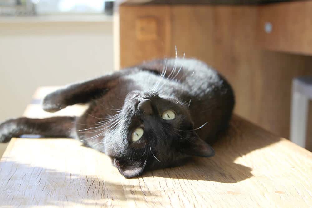 Happy cat