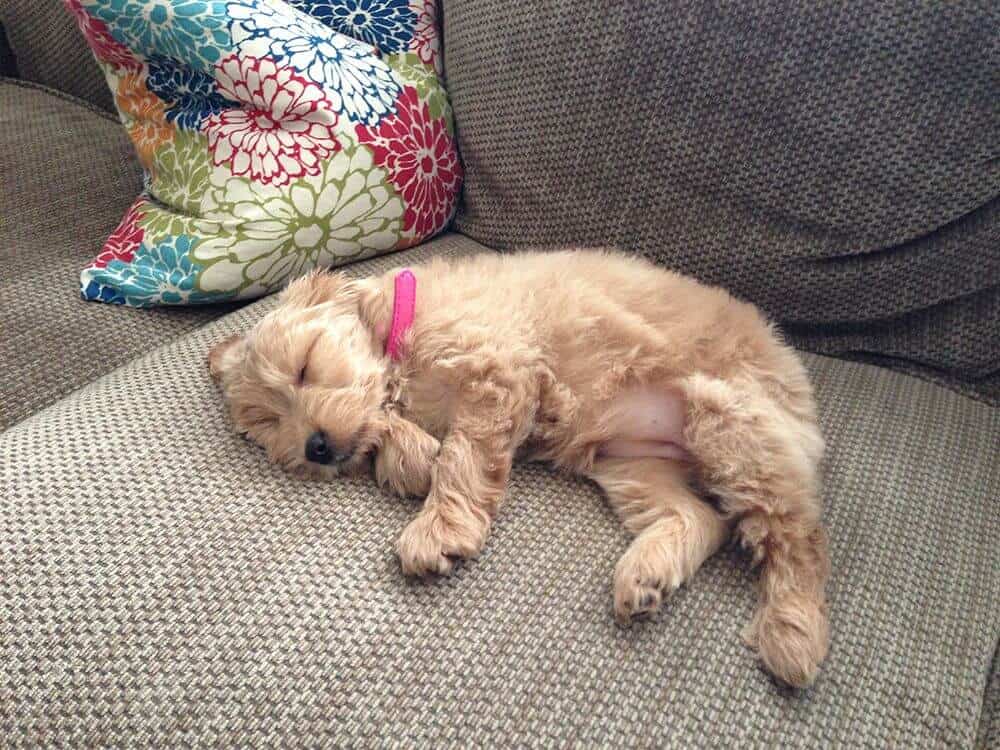 Sleeping dog