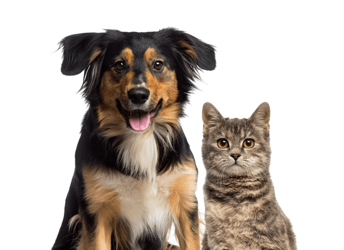 No Place Like Home Veterinary Care