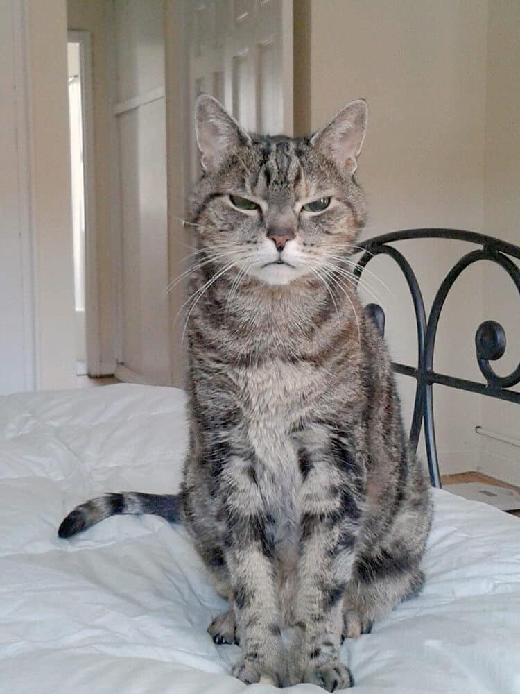 Happy Cat