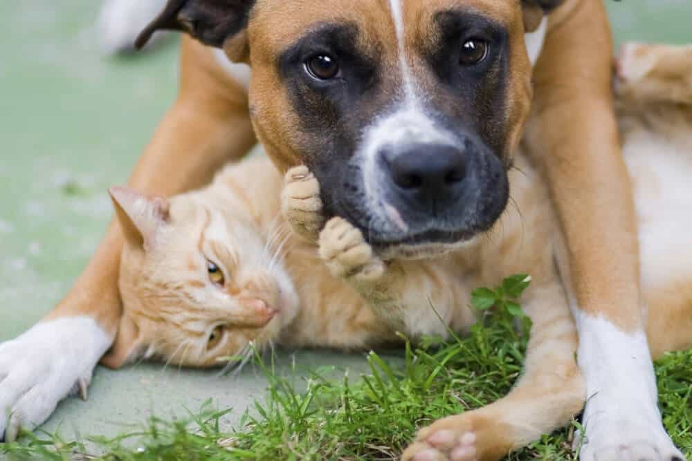 Dog and cat playing