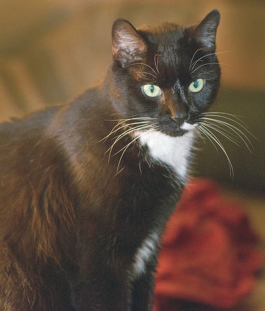 Cat Portrait